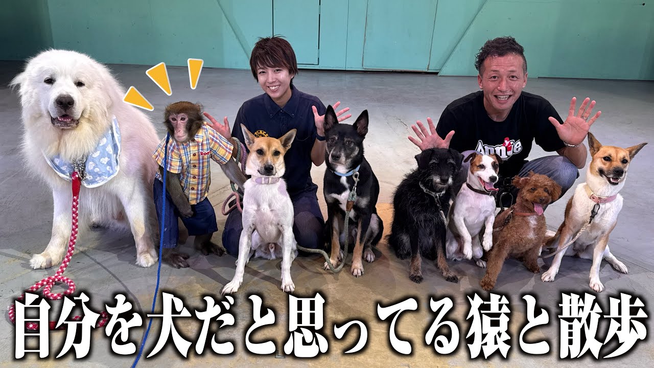 自分を犬だと思っているお猿さんを多頭飼いの犬と一緒に散歩するとマジですごい。