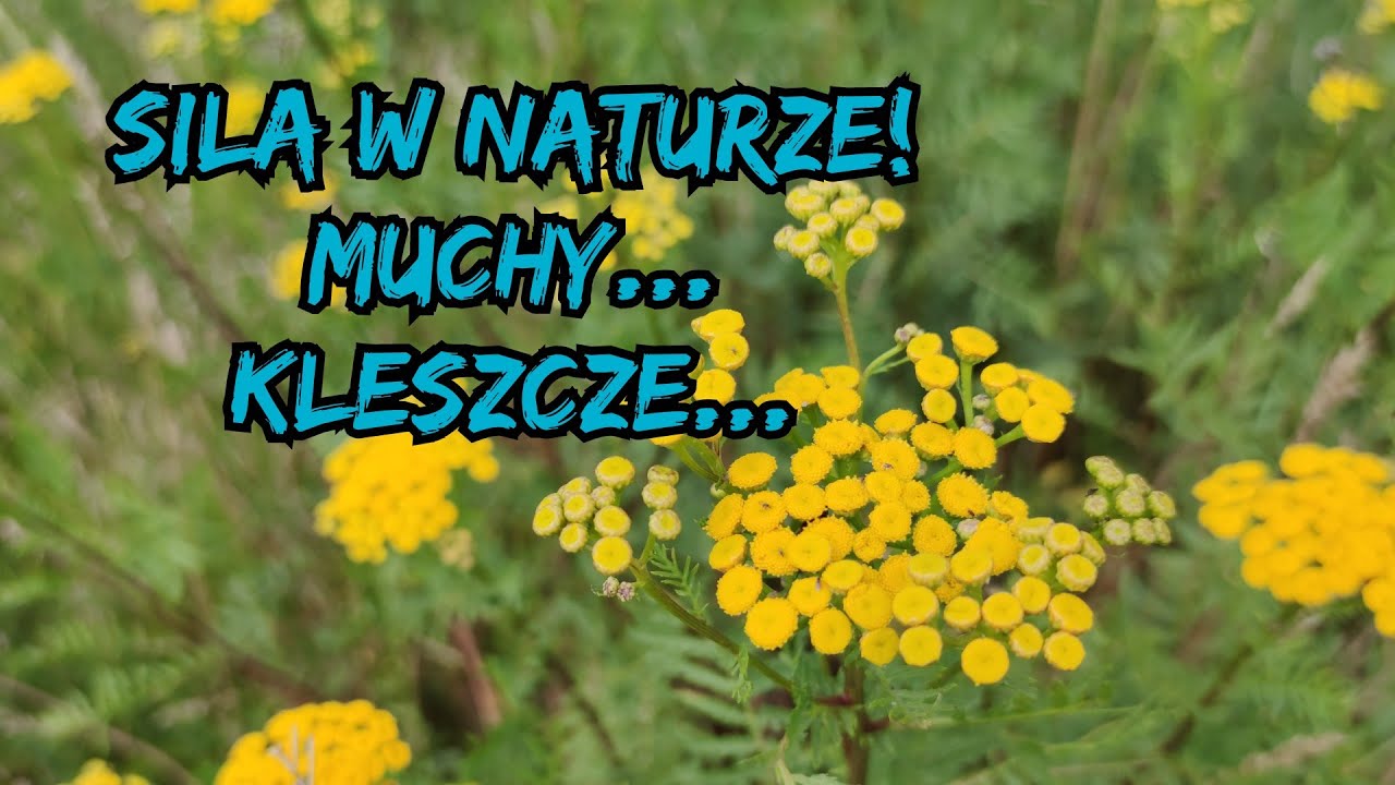 Hodowla Kur - Siła w Naturze 🌿🌾! | Wrotycz sposób na Muchy i inne owady! 🦟