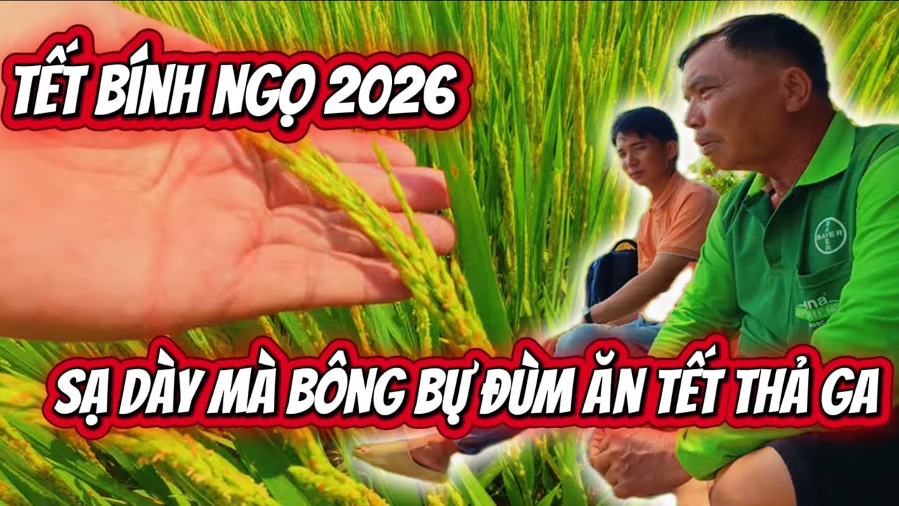 Đón Tết 2026 Bằng Chà Lúa Sạ Dày Trổ Thoát Bông Bự Đùm Ngặc Nách