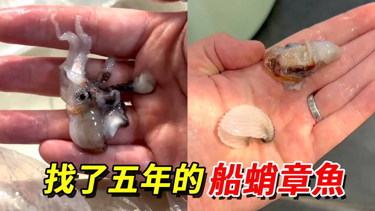 找了五年的船蛸章魚終於到了！然後房子扔給我就離家出走了……怎麼這麼倒霉啊【王小怪】