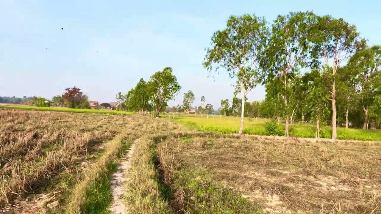 ទេសភាពស្រុកស្រែស្អាតណាស់ពេលរដូវក្តៅ