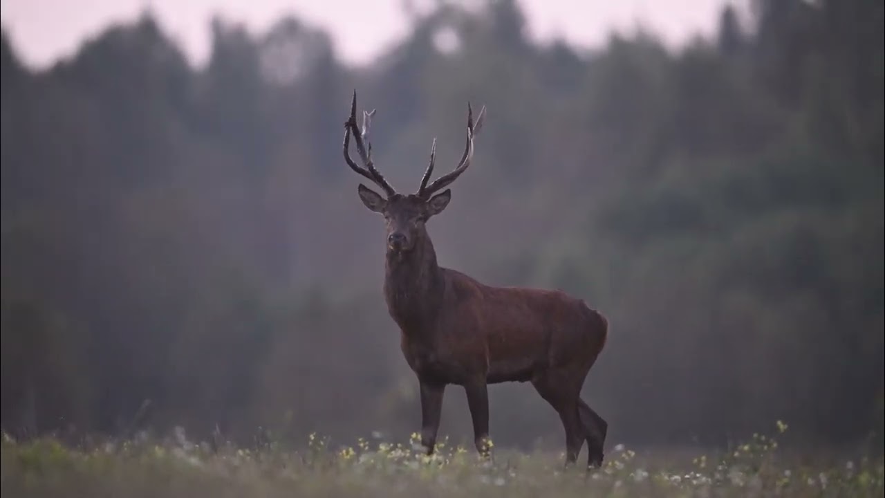 Briežu baurs  Red deer rut