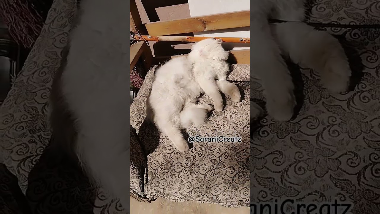 ✨Rendu kalyanam panikalamnu😺✨ #cat#petlovers#pets#funny#catlife#catvideos