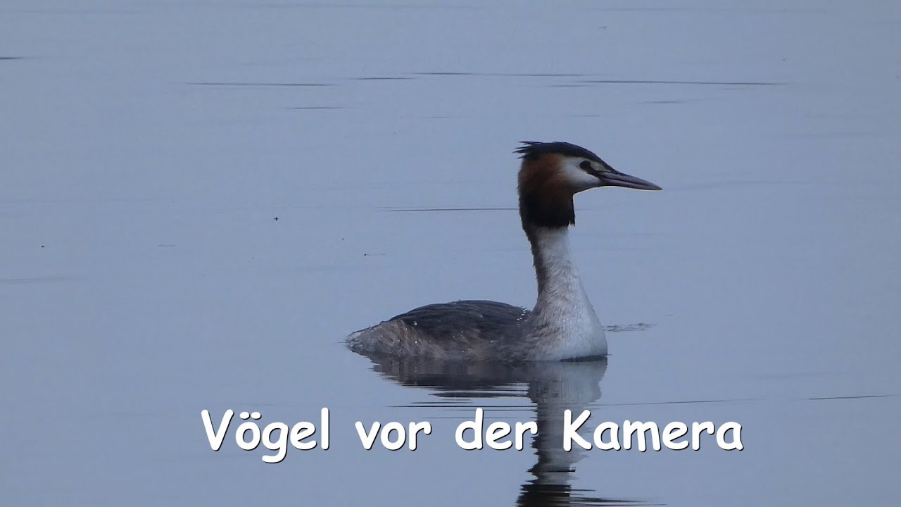 Vögel vor der Kamera