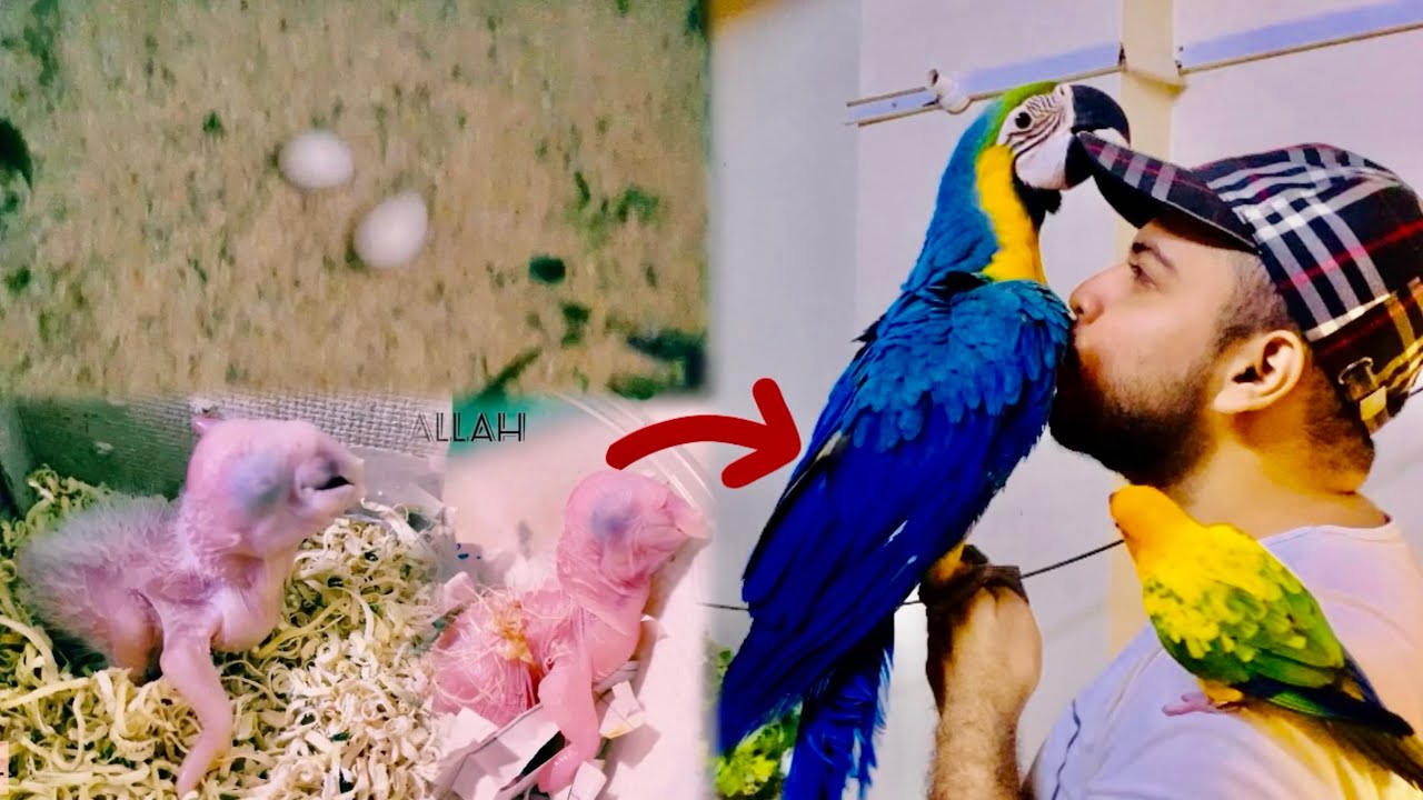 The Growth of a Blue And Gold Macaw | From Egg to Open Eyes | Step by Step Stages 
