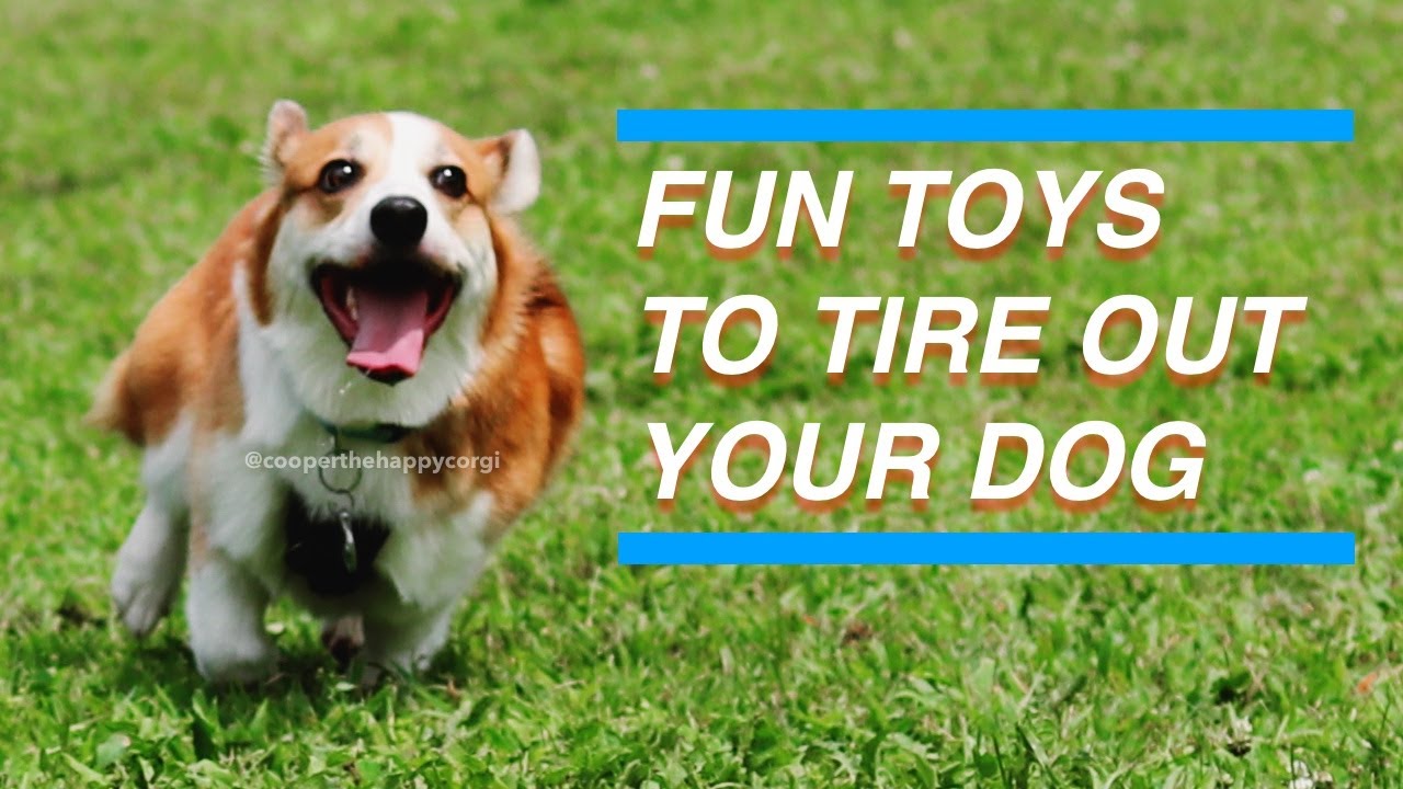 FUN TOYS TO TIRE OUT YOUR DOG: Play Fetch