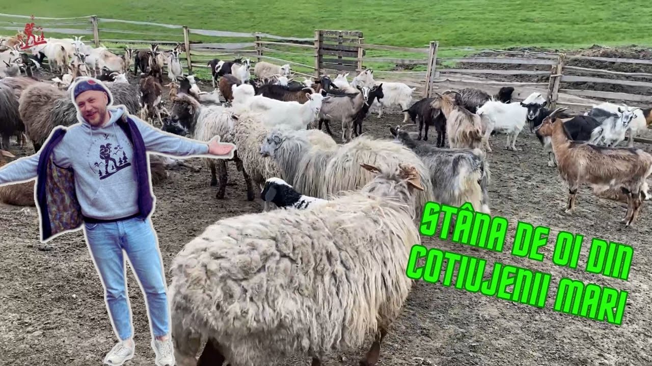 Călătoriile cu Gust te invită într-o expediție unică la stâna de oi din Cotiujenii Mari, Șoldănești