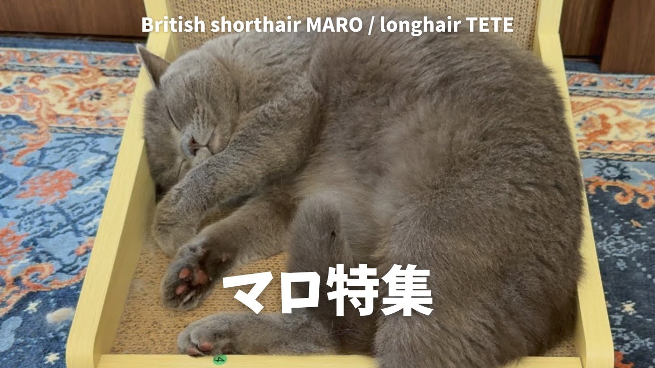 いろんなマロ(ごろごろ～活動的？な姿)集めました 【ブリティッシュショートヘア】