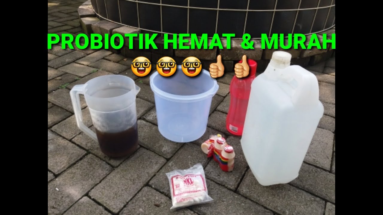 Cara mudah membuat probiotik dari air kelapa dan yakul,tehnik cara membuat membuat probiotik sendiri