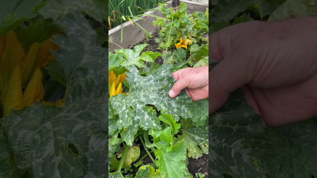 Zucchini Plants: What's Normal & What's Not?
