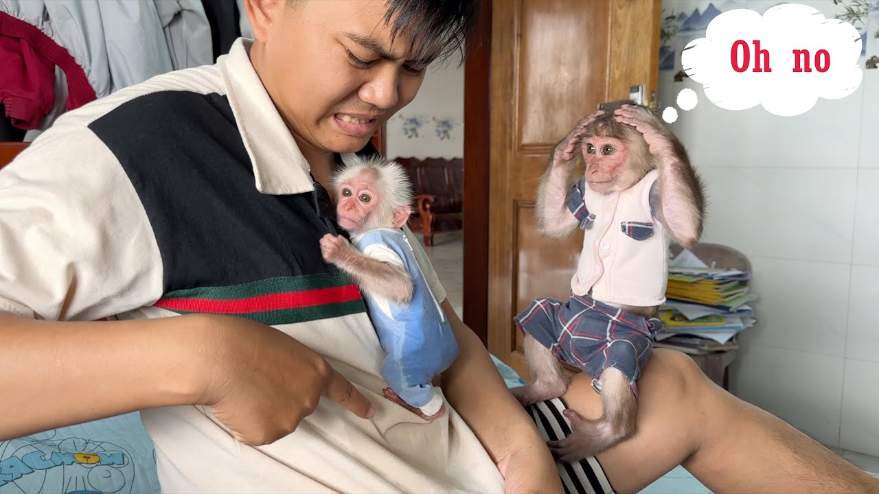 Monkey SinSin was frightened when baby monkey ZiZi peed on Dad