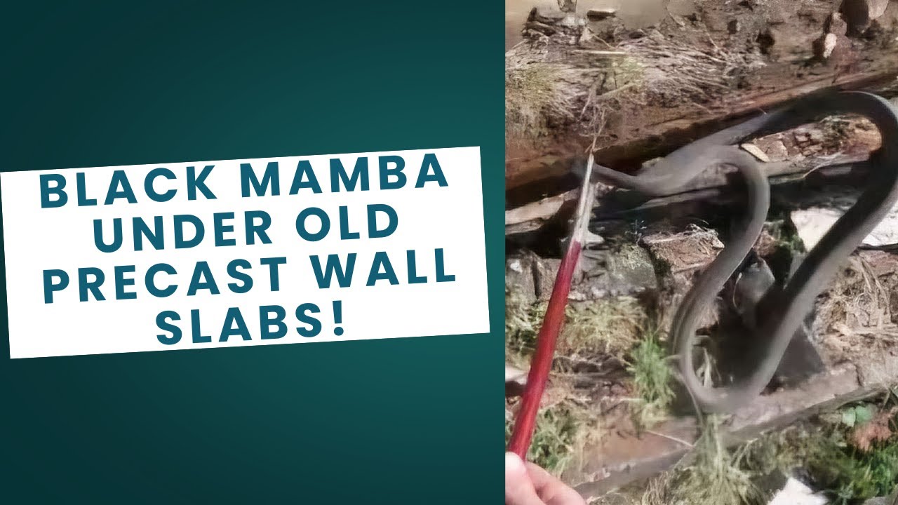 Black Mamba under pieces of an old precast wall