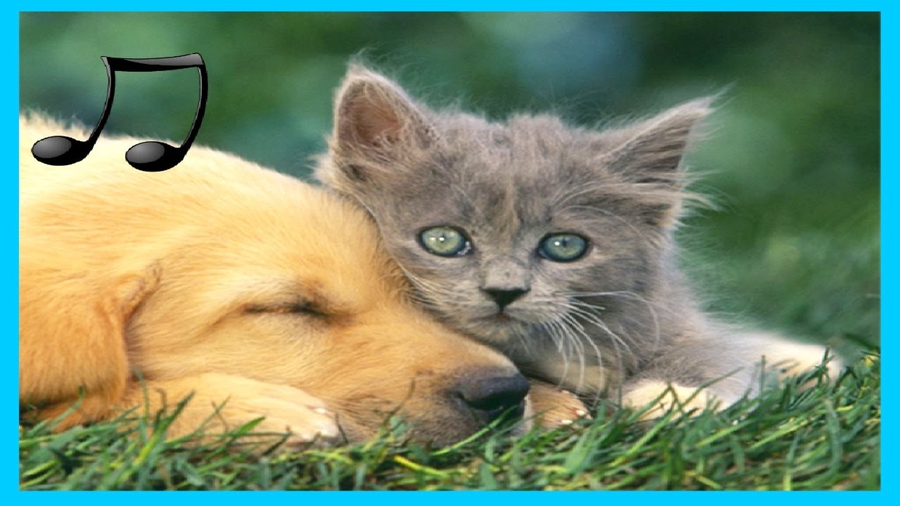 Musik Entspannende für Hunde ,Katzen ,Musik zum Schlafen Tiere 🎵♫