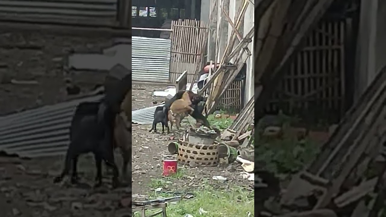 hujan tak menyurutkan pertarungan anjing ganas