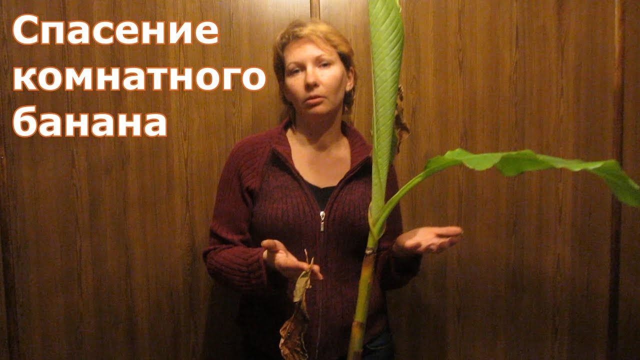 Спасение комнатного банана. Аннона или Сахарное яблоко