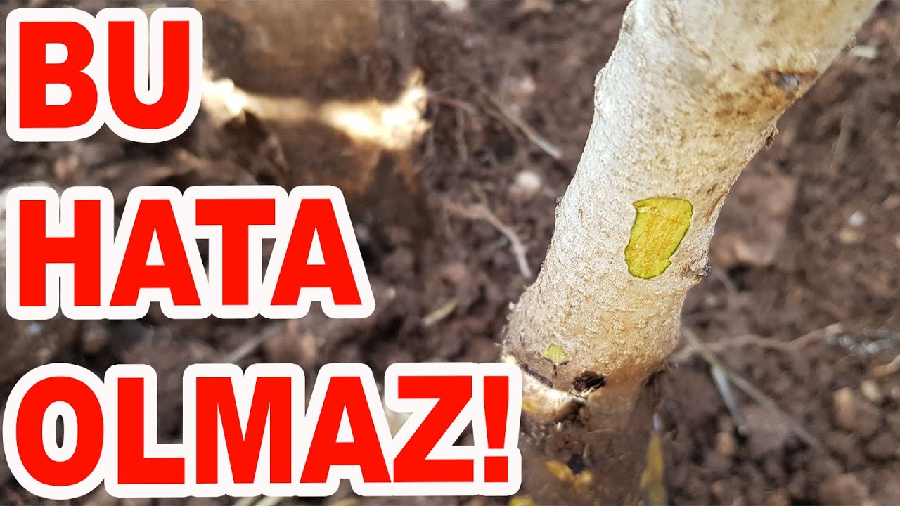 ÖYLE BİR HATA YAPMIŞLAR Kİ! (CEVİZ YETİŞTİRİCİLİĞİ)