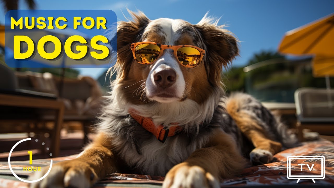 Soothing Sounds to Keep Your Dog Calm and Content