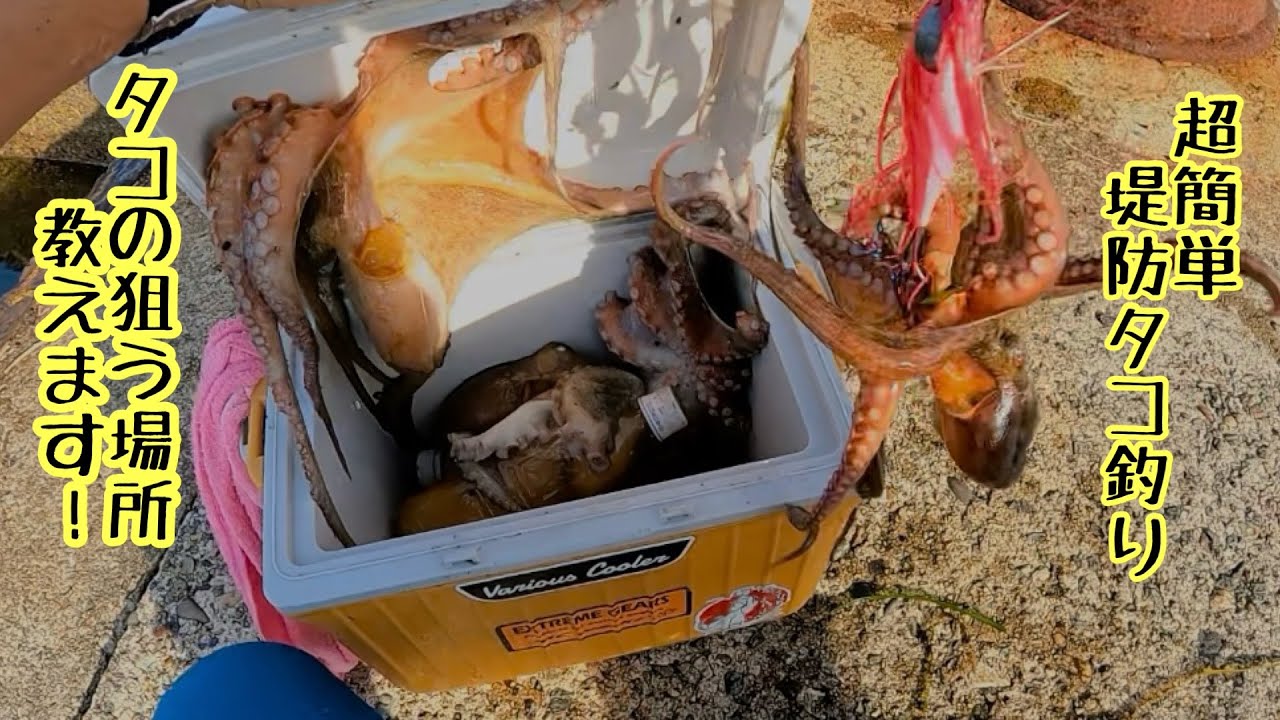 超簡単堤防タコ釣り！！タコの狙う場所教えます！