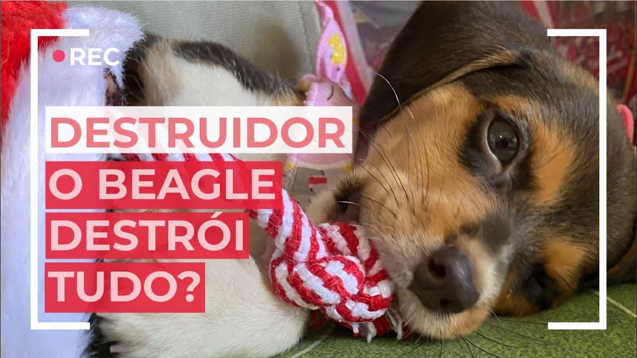 O cachorro beagle é destruidor? O beagle destrói a casa?
