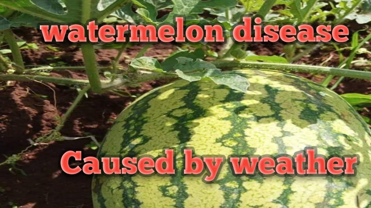 Заболевания арбузов 🍉, вызванные сменой погоды. Влияние жаркой и влажной холодной погоды.