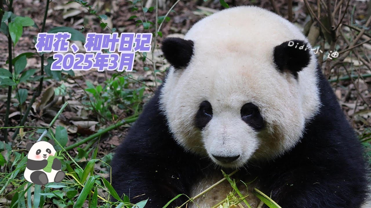 【大熊猫和花和叶日记】网红大熊猫和花和叶出来觅食啦（2025年3月）