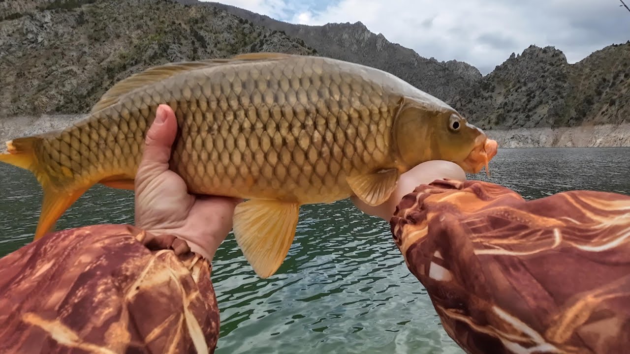 SAZAN AVI. Aynalı sazan avı.K&uuml;spe ile sazan avı. ( 24.02.2026 ) #fishing #sazan#sazanavı  