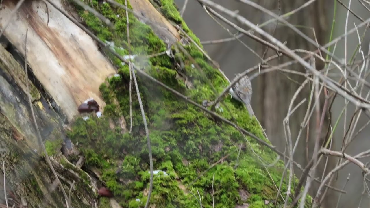 -----