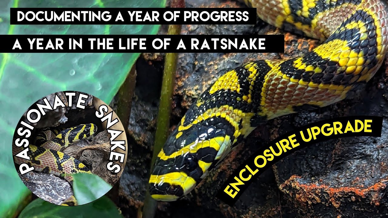 mandarin rat snake, euprepiophis mandarinus, video compilation 2023 | Passionate Snakes