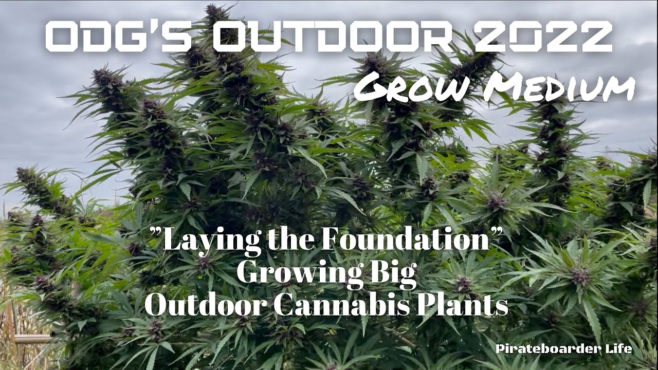 ODG&rsquo;s Outdoor 2022 Grow Medium &ldquo;Laying the Foundation&rdquo; for Growing Big Outdoor Cannabis Plants