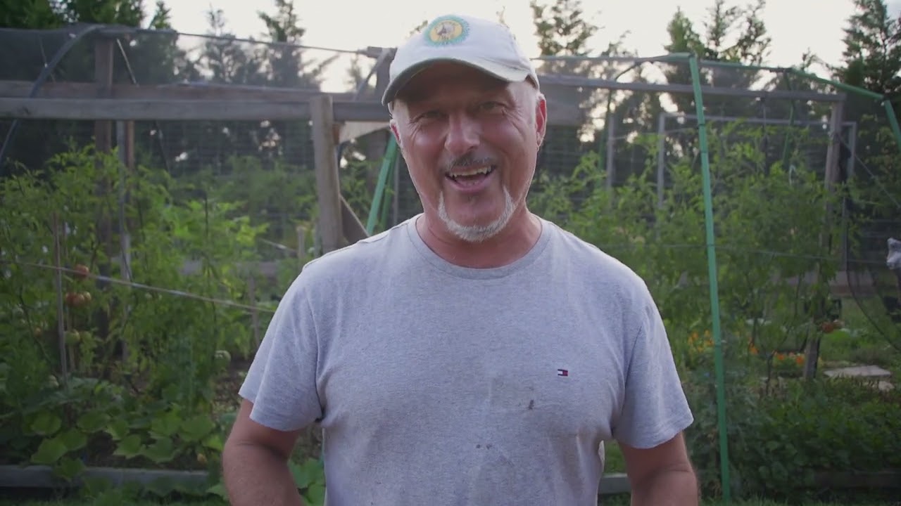 How To Harvest Tomato Seeds
