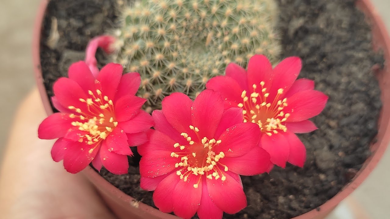 #cactoflorido#cacto#rabodemacacoflorido#rebutia#cactopeyote#flordecactos Cactos Floridos parte 4