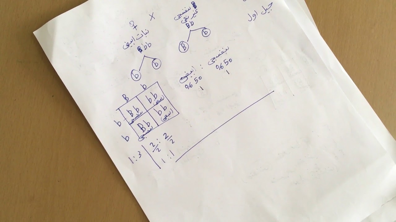 مسائل الوراثة : السيادة التامة 2