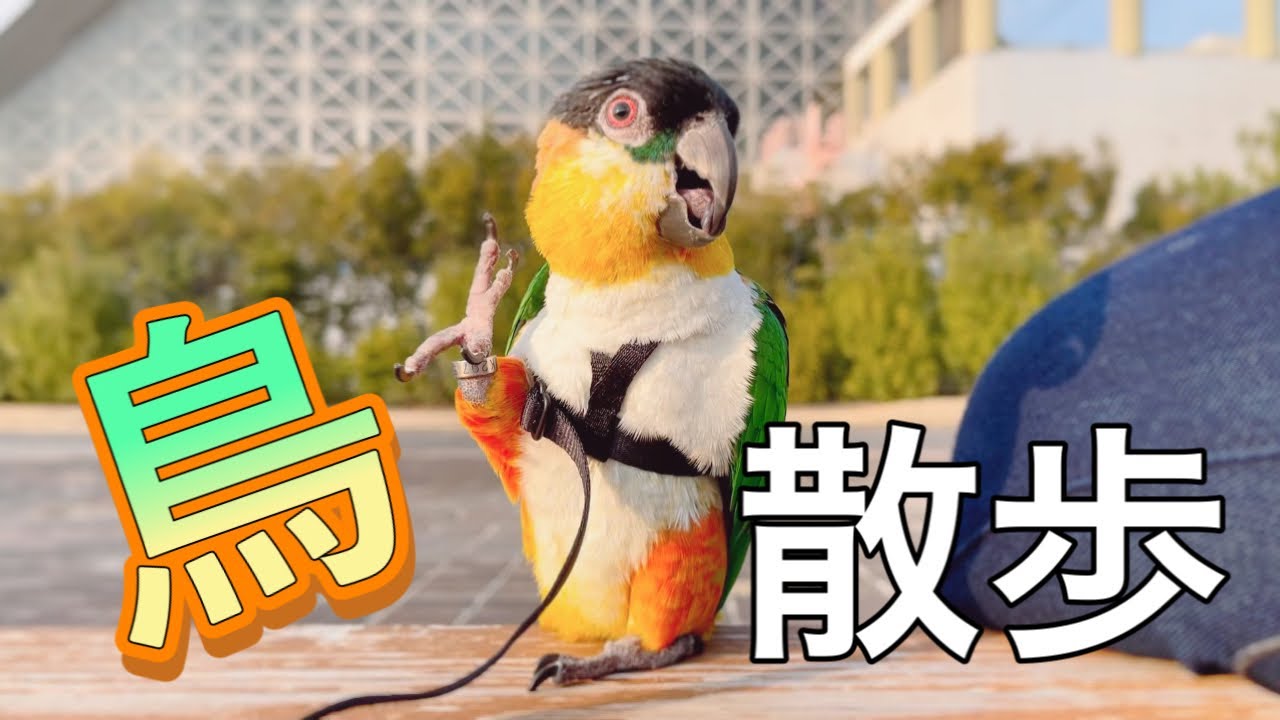 【鳥さんぽ】ズグロシロハラインコと日向ぼっこ♫インコと散歩｜Black-Headed Caique