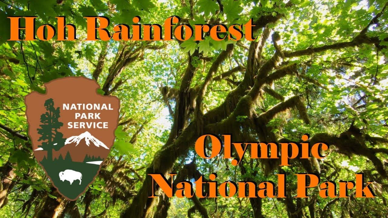 Walking Through the Hoh Rainforest | Olympic National Park | Relaxing Nature Sounds & Music