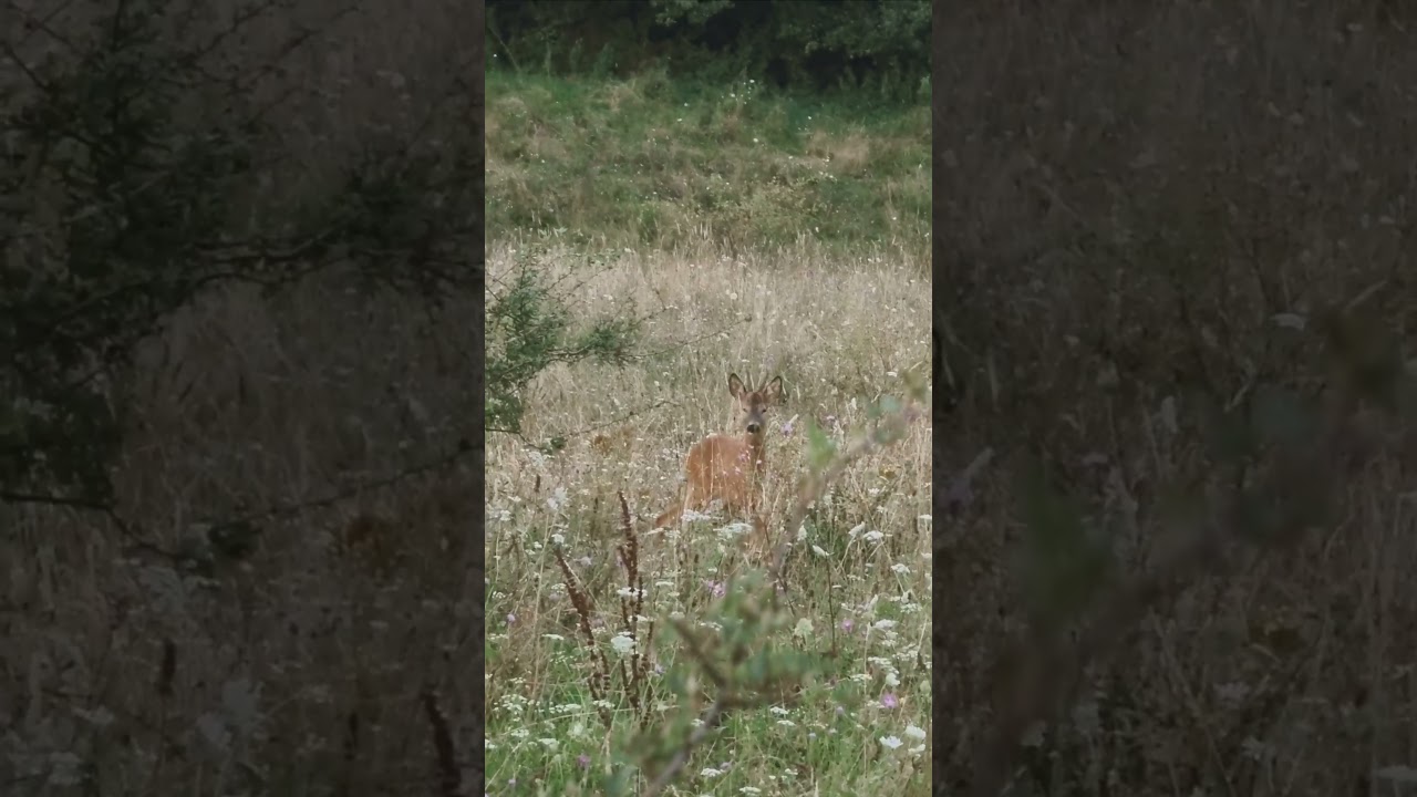 Roebuck calling in the rut period #hunting #2024 #roebuck #wildanimals #calling #buttolo