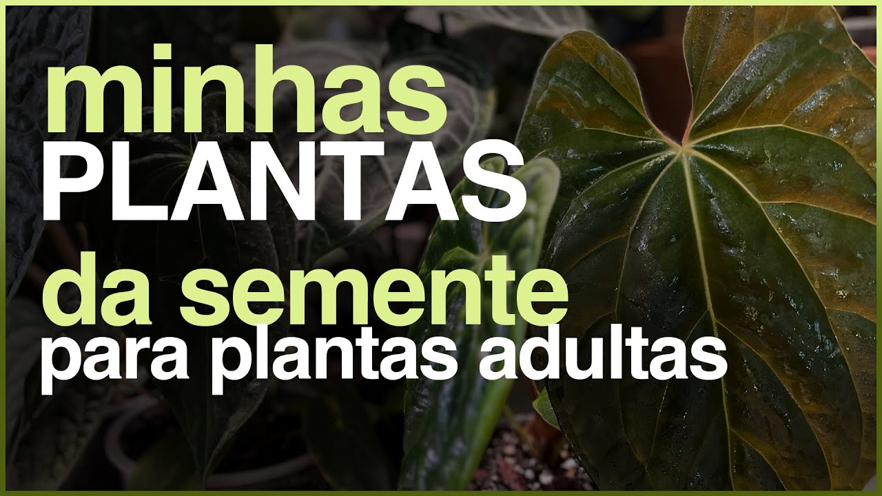 Minhas PLANTAS - De Semente a Planta Adulta