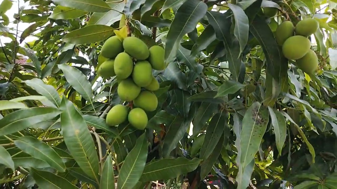 ความรักเหมือนยาขม  เวอร์ชั่นน้องต้นข้าว 