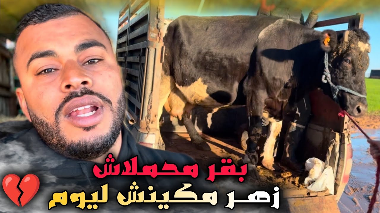علفنا 29 حـصـان 🐴 أخيرا jaguar 🐆 غاذي يبدا الخدمة …