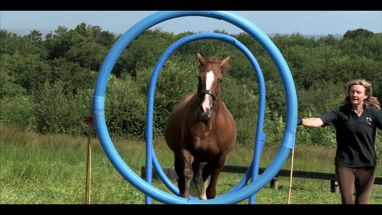 Horse Agility: A step-by-step Introduction to the Sport Official Trailer