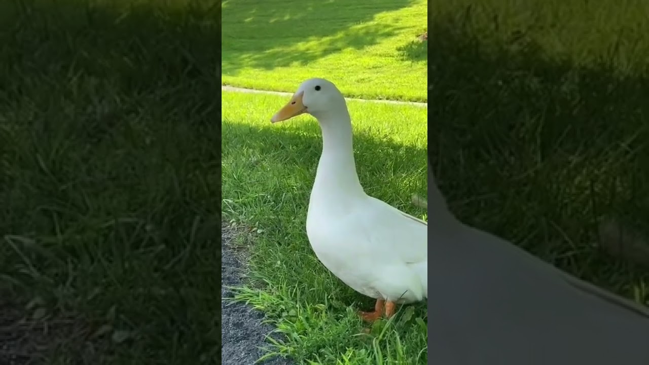 Детектор дыма &laquo;Утка&raquo;