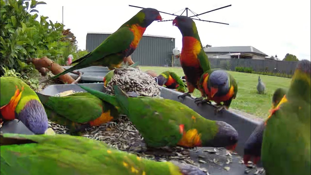 Australian bird feeder cam | 23/1/26  | rainbow lorikeets | cat tv | crazy sounds | feeding | galahs