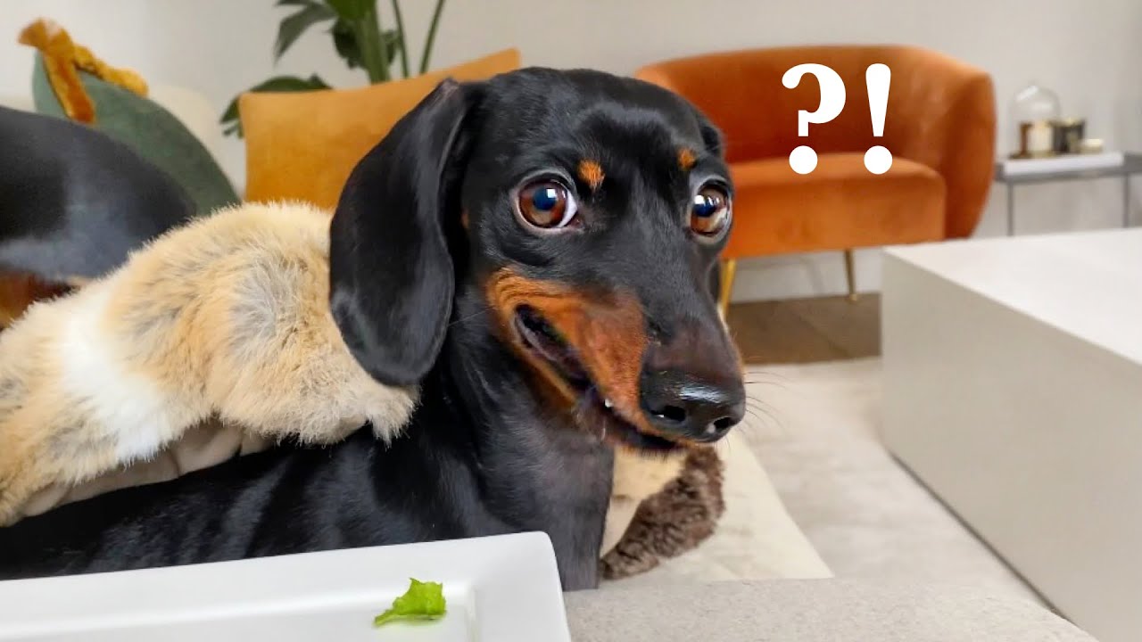My Dachshund's face when she gets a plate of lettuce.