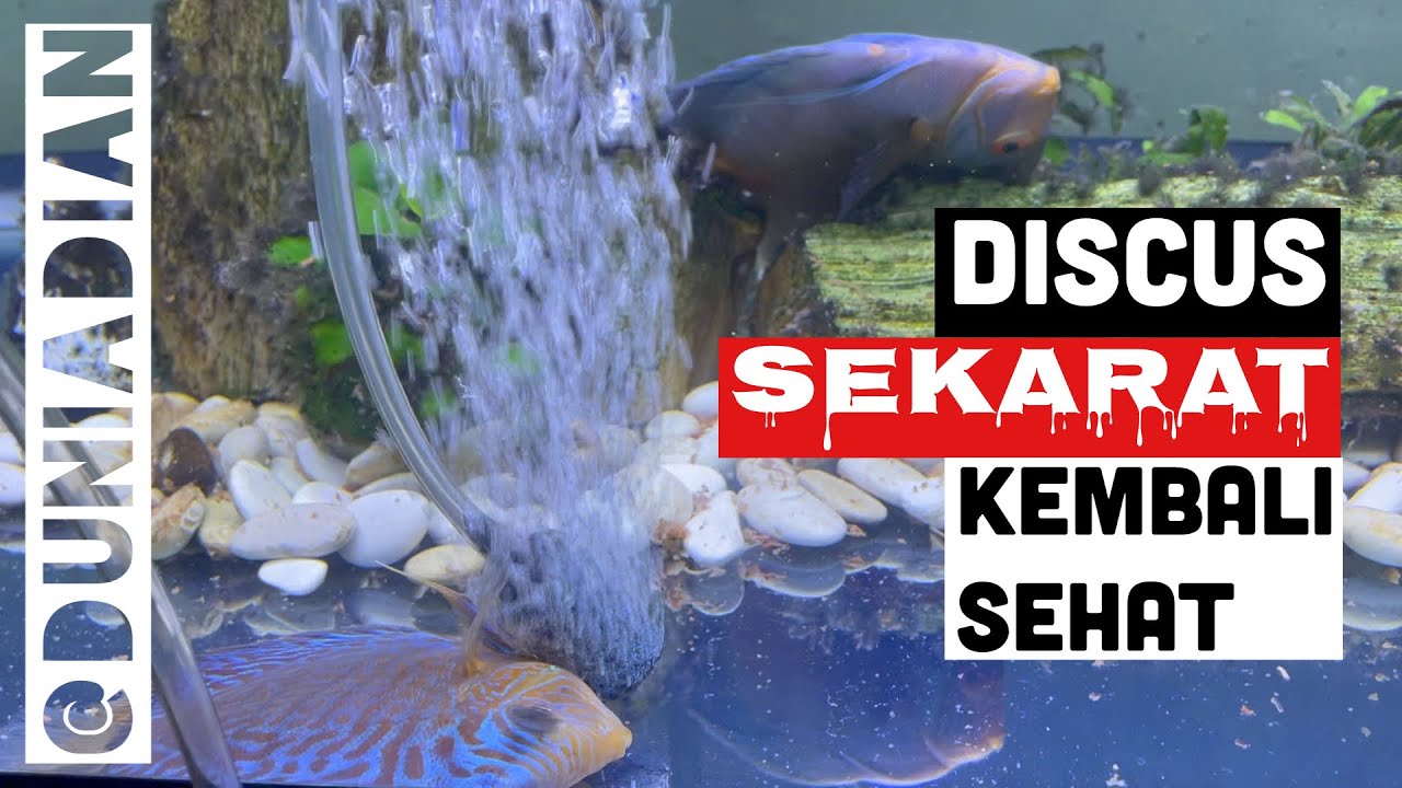 Ikan Diskus Sekarat Nyaris Mati Jadi Sehat Lagi. Begini Caranya