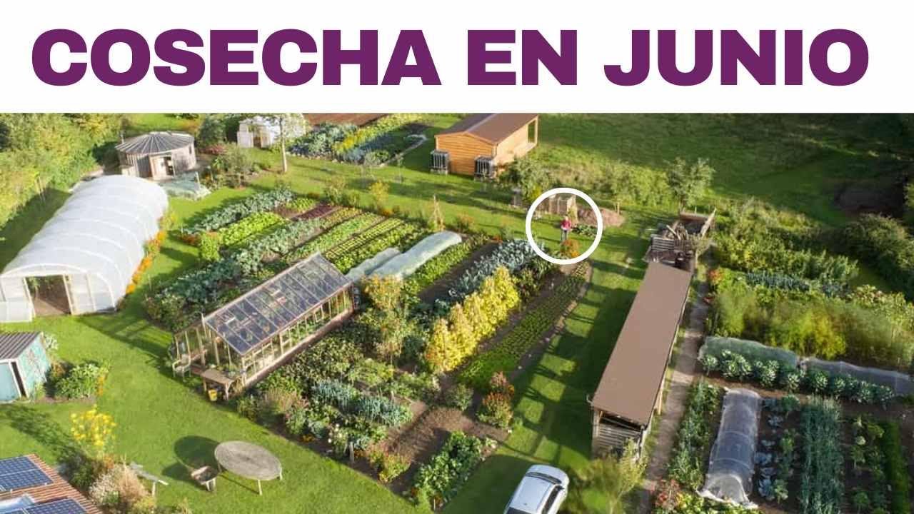 Secretos de Jardinería para Junio: Transforma tu Jardín con el Método Sin Cavar