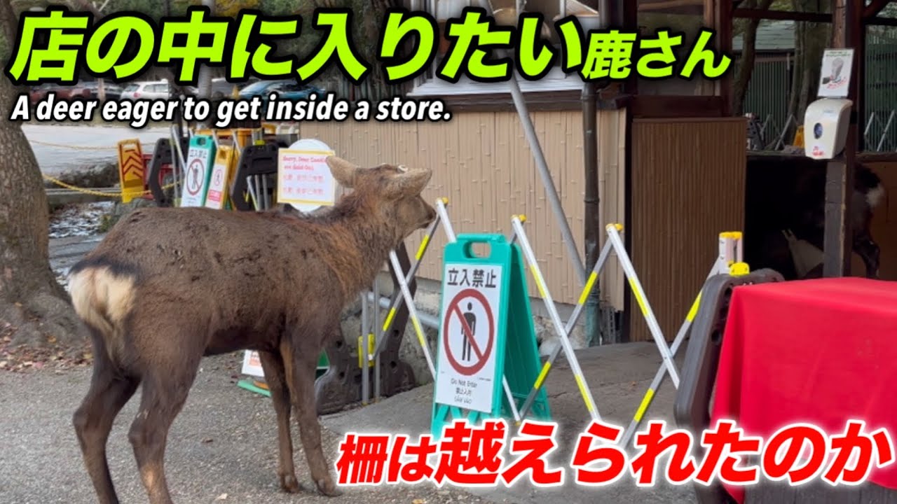 店の中に入りたがる鹿さん　柵は越えられたのかA deer eager to get inside a store.