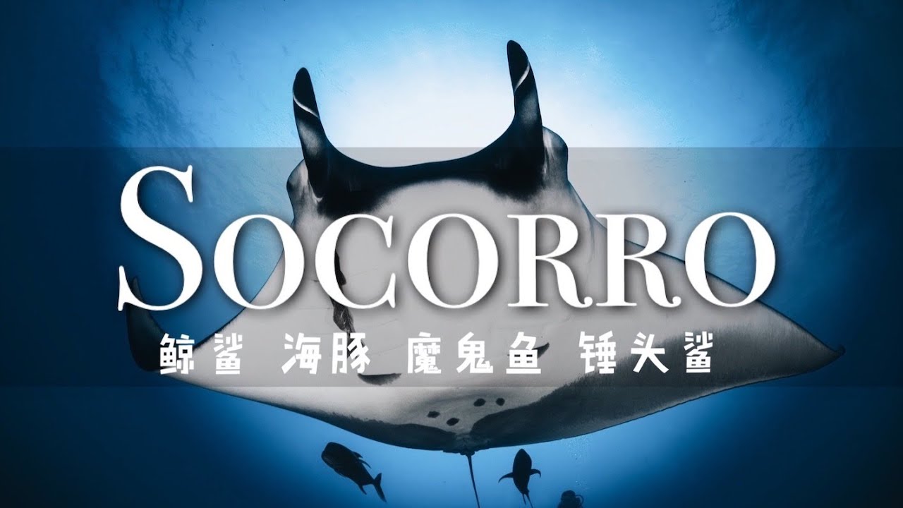 【索科罗潜水】锤头鲨风暴｜鲸鲨海豚魔鬼鱼共舞｜完爆东南亚潜水胜地