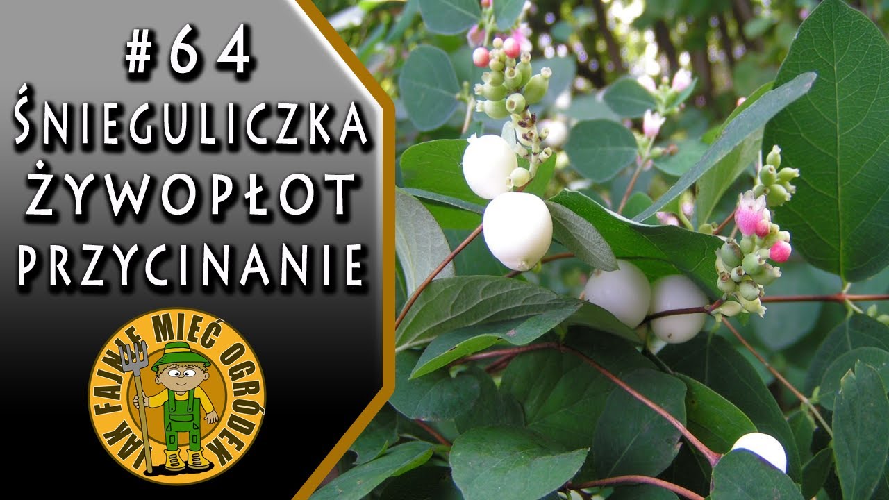 #64 Śnieguliczka na żywopłot, przycinanie