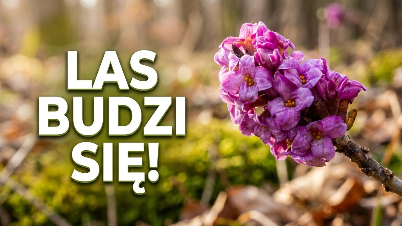Las już budzi się do życia! 🌿 Co kwitnie w marcu? (Wawrzynek, Miodunka, Czarki)