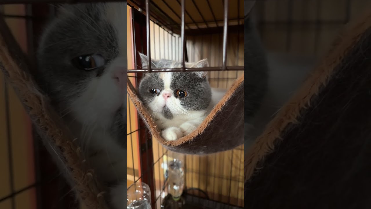 お昼ねこ〜　#cat #猫のいる暮らし