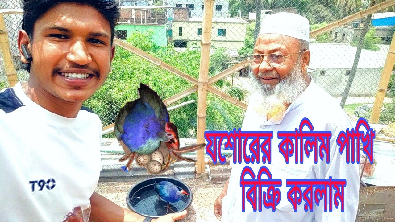 যশোরে এক দাদুর কাছে কালিম পাখি বিক্রি করলাম/কালিম পাখি বিক্রি করা নিয়ে ব্লক ভিডিও/কালিম পাখি বিক্রি